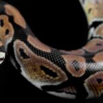 sonhar-com-cobra